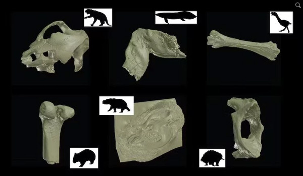 3D printing technology helps recreate ancient fossil models